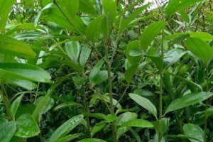 盆栽肉桂的养护方法（轻松打造美丽的肉桂盆栽）