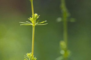 探秘蓬花菜（一道美味的野菜佳肴）