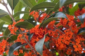红背桂花开花之美（探秘红背桂花开花的样子与味道）
