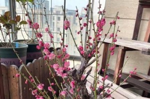 天气冷，适合养什么花？（选对花，让冬天也美丽起来）