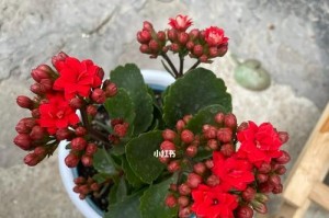 冬季长寿花种植攻略（长寿花冬天能否生存？如何让长寿花在冬季健康成长？）
