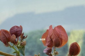 三角梅肥料施用指南（选择适合的肥料，让三角梅茁壮成长）