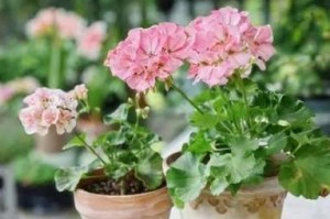 香菜的生长喜好（探究香菜的光照要求及影响因素）