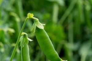 荷兰豆种植指南（几月份种合适？如何选择种子？如何管理？）