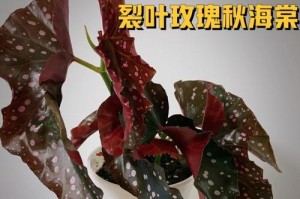 探究丽格海棠的繁殖方法和注意事项（打造优美园林，从丽格海棠开始）