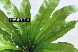鸟巢蕨叶子黑斑现象解析（探究黑斑成因及应对措施）