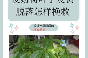 发财树叶黄掉叶，如何抢救？（发财树叶黄掉叶的原因及治疗方法）