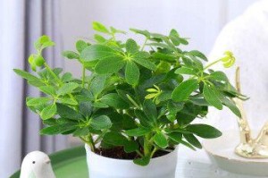 正确浇水让鸭脚木树茁壮成长（掌握浇水技巧，让鸭脚木树健康成长）