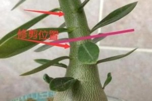 玫瑰繁殖的方法和注意事项（如何让玫瑰茁壮成长）