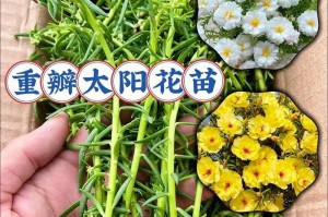 打造丰硕太阳花土，让花儿更显精神（用心制作太阳花土，让美丽绽放得更长久）