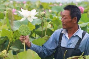 莲子的播种时间与方法（探究莲子播种的最佳时间及种植技巧）