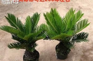 苏铁树的养护技巧（打造健康苏铁树的养护秘籍）