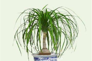 如何种植酒瓶兰？（从选苗到养护，全面解析酒瓶兰的种植技巧）