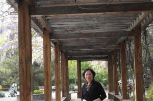 从初学者到专家（揭秘月季栽培的关键步骤和常见问题解答）