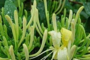 金银花栽种全攻略（从选苗到养护，助你轻松打造花园绿色空间）