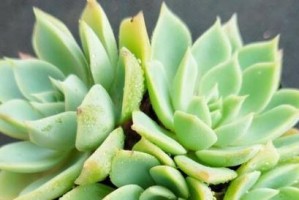剑兰的光合需求（喜阴还是喜阳光？探究剑兰的养护需求）