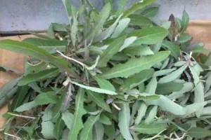 苦苣菜——一种草本植物（探究苦苣菜的特点、栽培和营养价值）