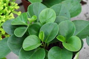豆瓣绿水培指南（水中生长的美丽多肉植物）