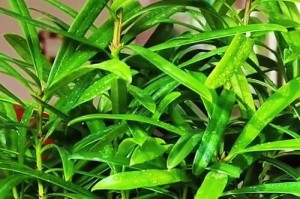 细说罗汉松养护的诀窍（打造完美的小盆景，从罗汉松开始）