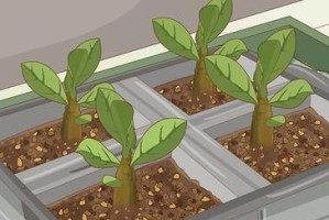 玫瑰花种植方法（掌握玫瑰花种植的关键步骤，打造属于自己的花海）
