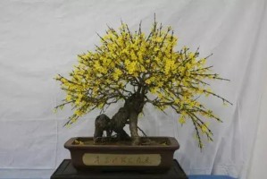 梅桩养护指南（全面了解梅桩养护技巧，让你的梅桩更加健康长青）