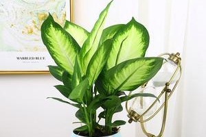 绿皇后——一种罕见的鸢尾科植物