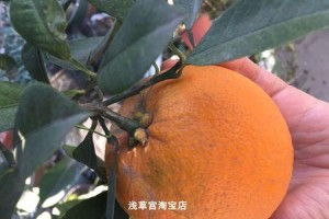 橙子的最佳食用量（一天吃几个橙子最健康？）
