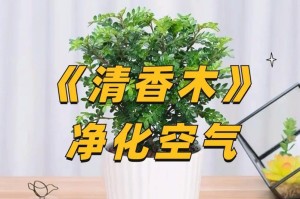 打造室内怡人香氛——这些花卉你必须知道（从房间布置到心情治愈，花香的妙用不可小觑）