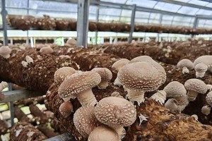 香菇的生长环境条件及特点（探秘香菇成长的秘密，打造优质香菇生产基地）
