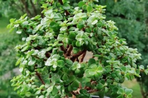 金枝玉叶花的风采（揭秘金枝玉叶花的样子和特点）