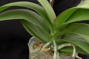 蝴蝶兰开花期叶蔫了怎么办？（蝴蝶兰叶蔫原因、叶蔫处理方法、叶蔫预防措施）