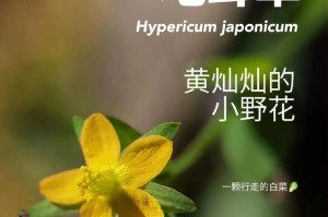 金丝桃花期及开花次数（探究金丝桃一年开几次花以及其花期特点）