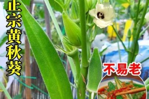 如何种植红秋葵？（红秋葵种植时间、方法及注意事项）