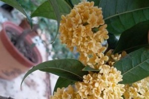 剪枝时机的重要性——如何在正确的时间剪枝你的桂花树（剪枝须知和技巧，让你的桂花树更健康茂盛）