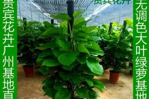 大叶绿萝的特征及养护技巧（如何分辨大叶绿萝的品种和正确养护）