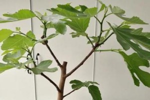 无花果树的冬季保护（如何避免无花果树在冬天被冻死？）