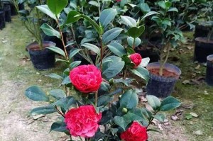 家里能养的茶花品种及注意事项（了解茶花有毒与否，让你的家更加美丽）