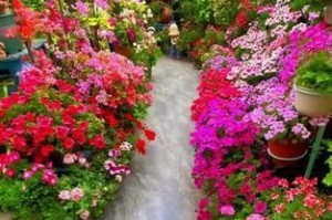 天竺葵花和绣球花（探索两种花卉的独特魅力与栽培方法）