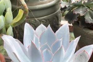 室内养护多肉植物的全攻略（打造家中清新环境，多肉植物护你健康）