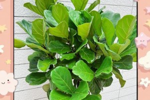 琴叶榕的浇水方法及注意事项（正确浇水的关键在于时间和方式）