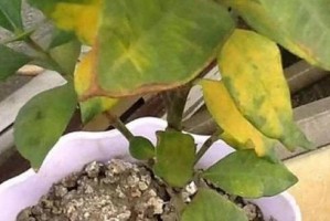 瓜子皮变废为宝——从厨余垃圾到肥料（瓜子皮不仅仅是垃圾，它还可以成为高效肥料）
