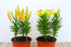 百合花小苗的移栽技巧（如何让百合花小苗健康茁壮成长）