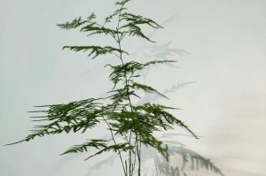 文竹的适温环境和保养方法（冬天如何让文竹温暖过冬？温度控制与注意事项！）