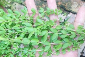 垂盆草生长的理想环境剖析（发现垂盆草最适合生长的地方和条件）