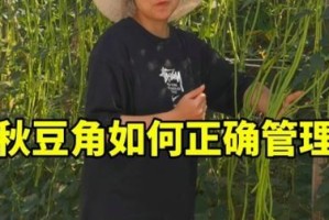 如何选择最佳种植时间（了解种植时间的重要性，让秋豆角丰收不停）
