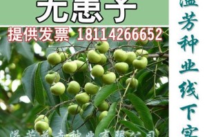 如何给黄果树施肥？（选择合适的肥料，让黄果树长势更旺盛！）