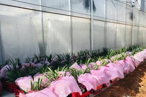 兰花浇水全攻略（正确的浇水方法和注意事项，让你的兰花健康成长）