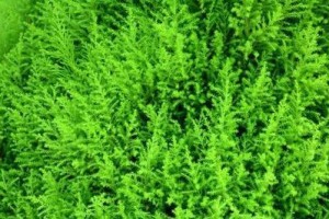 刺柏的养殖方法（从选种到管理，一步步教你成功种植刺柏）