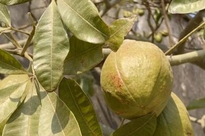发财树果实的营养价值及食用方法（探究发财树果实的神奇之处，一窥其营养价值和美味滋味）