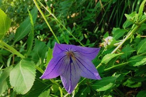 了解植物界的清新佳人——桔梗（探寻桔梗的种类、生长环境和药用功效）